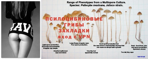 шишки Алзамай